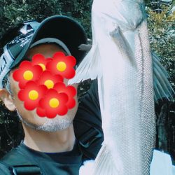 久しぶりのシーバス