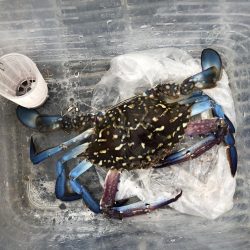 さばサビキ釣り