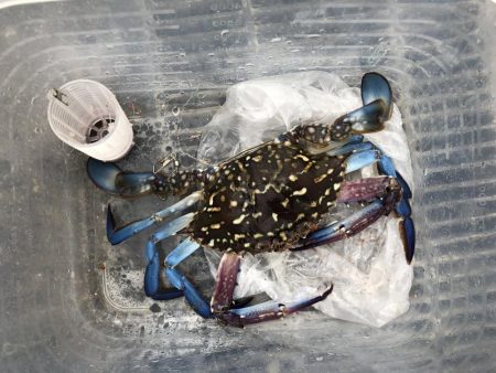 さばサビキ釣り