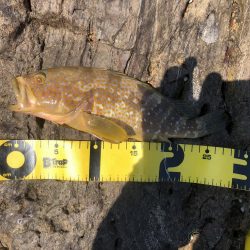 青物つれません