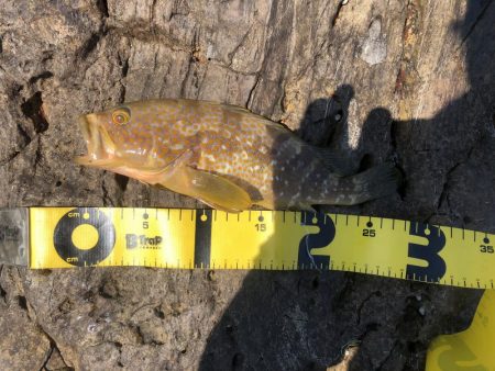 青物つれません