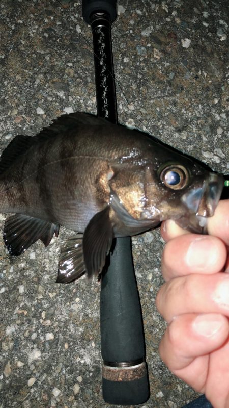 まだまだまだまだメバリング