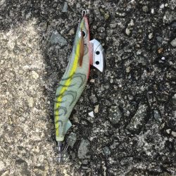 青物不発からのアオリ