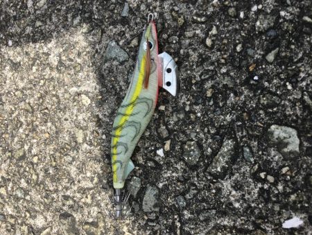 青物不発からのアオリ