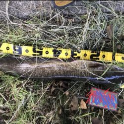 ルアーチョイスで自己ベストタイ