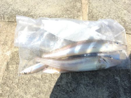 イカとキス(//∇//)