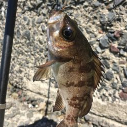 ジグで投げ釣り