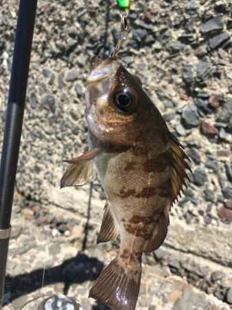 ジグで投げ釣り
