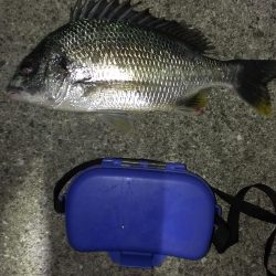 アオイソメが残ったので