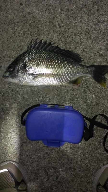 アオイソメが残ったので