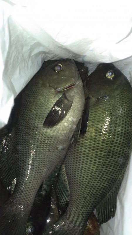 アオイソメがまた残ったので