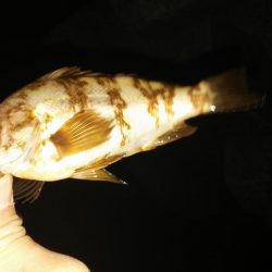 梅雨の晴れ間、爆風！