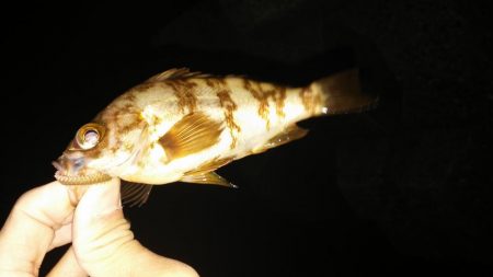 梅雨の晴れ間、爆風！