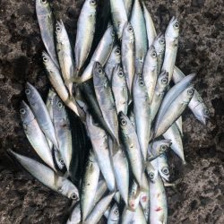 豆サバ、小サバ