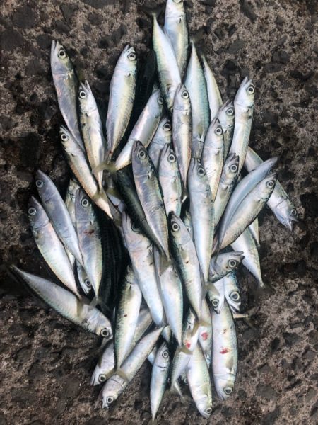 豆サバ、小サバ