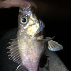 久々のメバリング