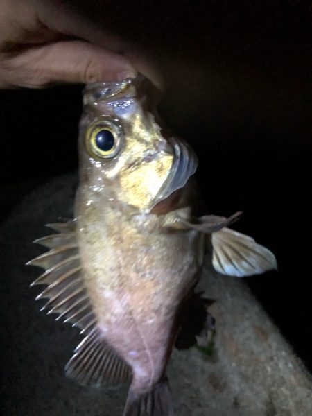 久々のメバリング