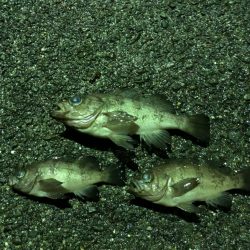 いったいアジはどこに行ったんだ！