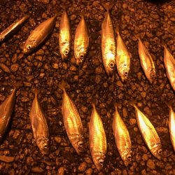 マジアジサビキ