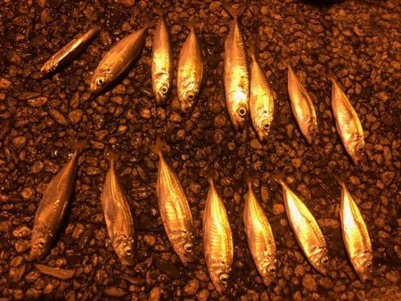 マジアジサビキ