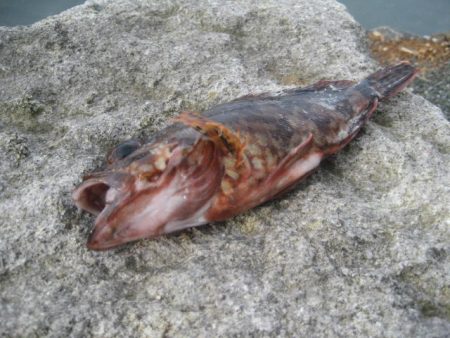 あらかぶ　かあ