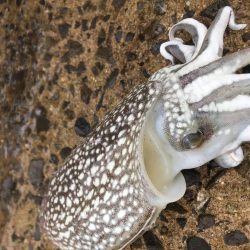 愛媛＆広島　釣り巡り