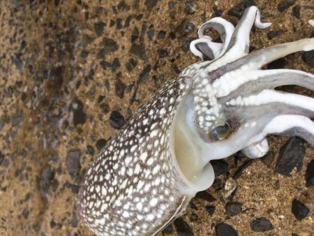 愛媛＆広島　釣り巡り