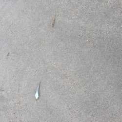 ショアラバ マゴチ