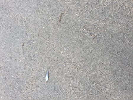 ショアラバ マゴチ