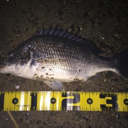 キビレ調査No、11