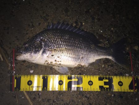 キビレ調査No、11