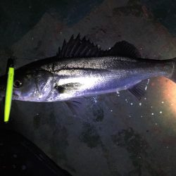 えっ、通常バチパターンでシーバス3本。