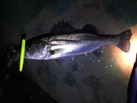 えっ、通常バチパターンでシーバス3本。