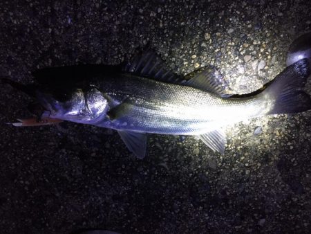 ドブ河川のバチパターンで5発。