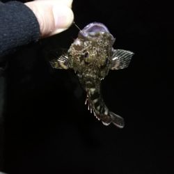 南港フェリーヘチ釣行 (好調キビレチヌ(44.5cm他)ガシラ3匹釣果)