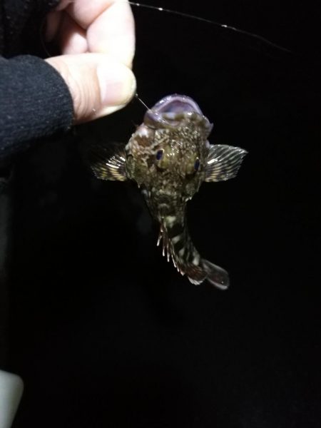 南港フェリーヘチ釣行 (好調キビレチヌ(44.5cm他)ガシラ3匹釣果)