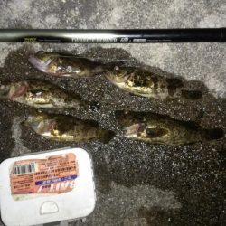 そろそろタケノコ釣りシーズン？