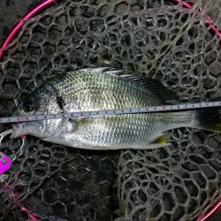 南港カモメ大橋釣行 (42cm,31cm,41cmキビレチヌ釣果有り)