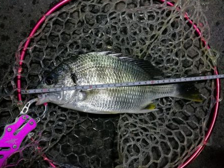 南港カモメ大橋釣行 (42cm,31cm,41cmキビレチヌ釣果有り)