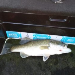 シャローアラバマ