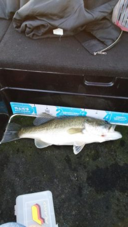 シャローアラバマ