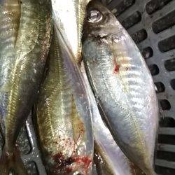 尺アジ出てこいやぁー！