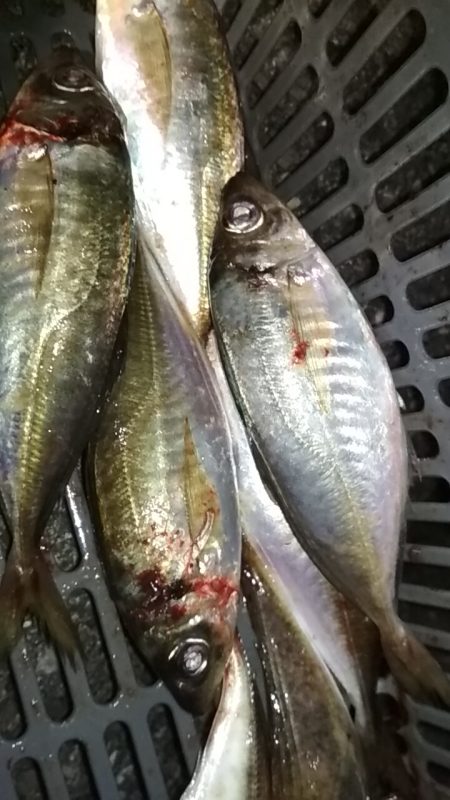 尺アジ出てこいやぁー！