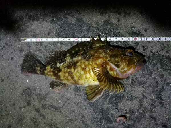 南港カモメ大橋釣行 (なんとか36cmキビレチヌ釣果他有り)