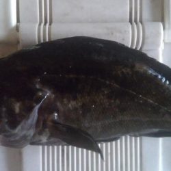 クロソイとカサゴ