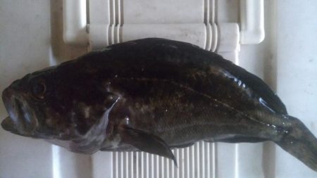 クロソイとカサゴ