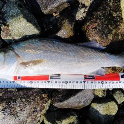 チニング50センチ