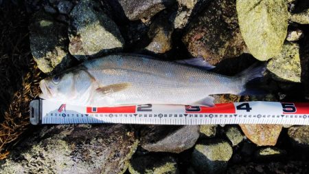 チニング50センチ