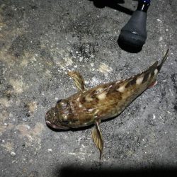 南港カモメ大橋ヘチ釣行 (キビレ42cm釣果有り他)