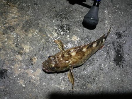 南港カモメ大橋ヘチ釣行 (キビレ42cm釣果有り他)